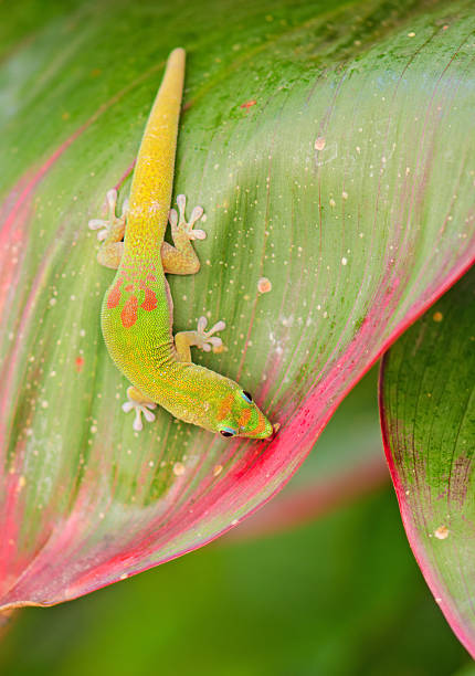 istock Gold Dust Day Gecko from Kona, Hawaii 184908589