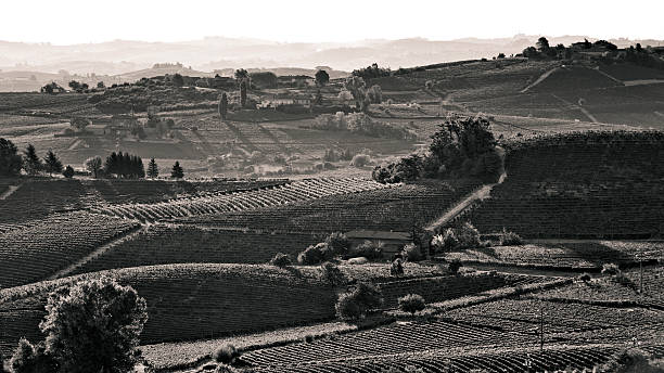 Hills with vineyards "Hills with vineyards in Italy.All my Photographs are edited from RAW files, profiled in AdobeRGB (1998) colorspace and professionally retouched to improve the image quality." house landscaped beauty in nature horizon over land stock pictures, royalty-free photos & images