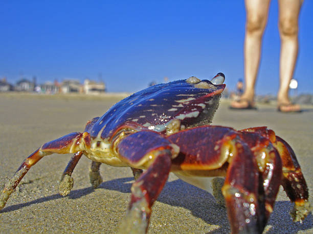 istock Yummy, Legs for a Snack 184908600