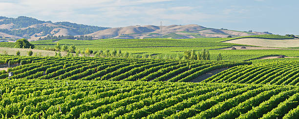 napa valley weingut - vineyard in a row crop california stock-fotos und bilder