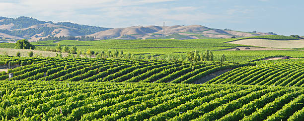 vigneto della napa valley - vineyard napa valley field in a row foto e immagini stock