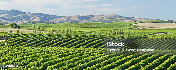 Napa Valley Vineyard Stock Photo - Download Image Now - Napa Valley, California, Landscape - Scenery