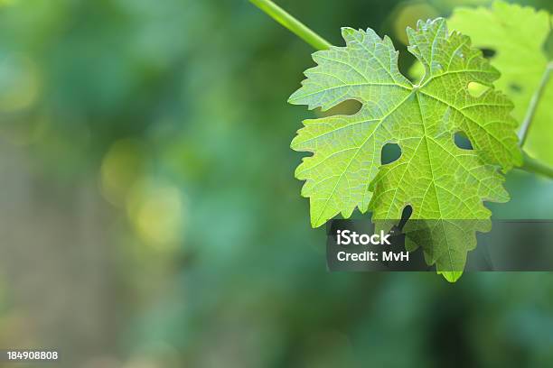 Vine Leaf Stockfoto und mehr Bilder von Blatt - Pflanzenbestandteile - Blatt - Pflanzenbestandteile, Blume, Deutschland