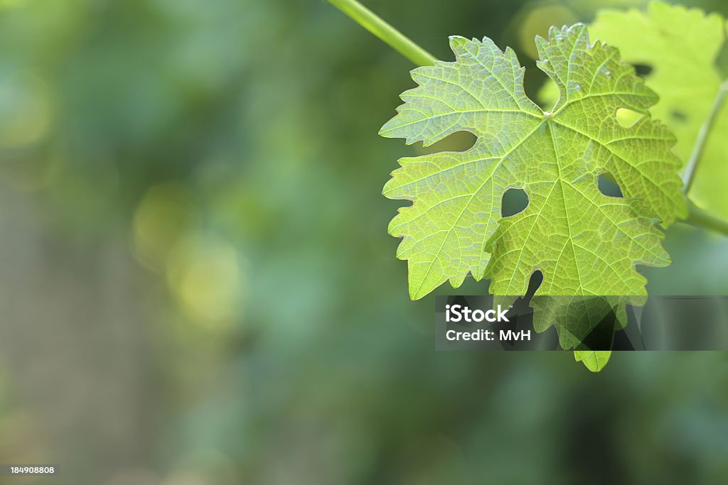 Feuille de vigne - Photo de Agriculture libre de droits