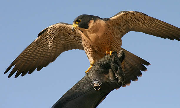 falcão real - falconry glove - fotografias e filmes do acervo