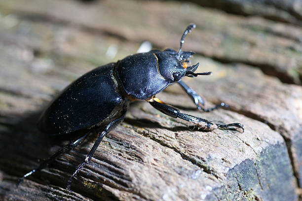 istock Sawtoothed Stag Beetle on wood 184908833