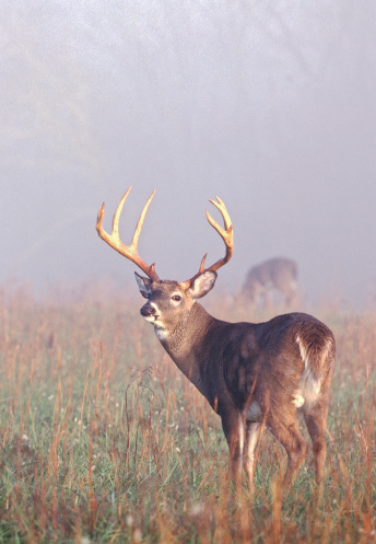 A large whitetail buck stand in a foggy meadow in Tennessee.