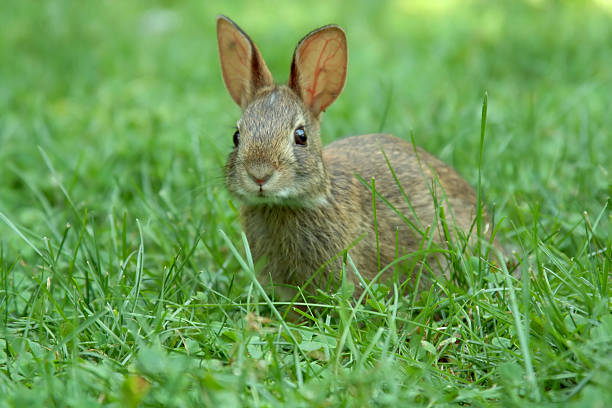 Funny baby white rabbit in grass