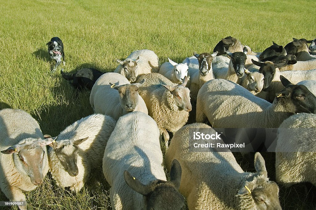 Portando le pecore - Foto stock royalty-free di Agnello - Animale
