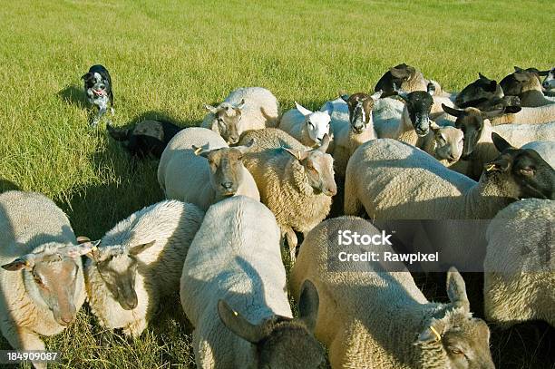 Bringing Os Ovinos Em - Fotografias de stock e mais imagens de Agricultura - Agricultura, Animal, Ao Ar Livre