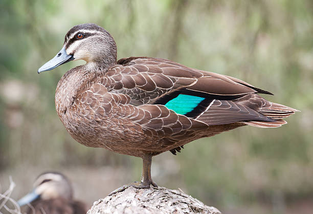istock Pacific Black Duck, Anas superciliosa in Wildlife (XXXL) 184909271