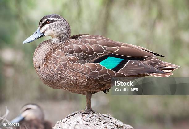 Pacific Black Duck Anas Superciliosa In Wildlife Stock Photo - Download Image Now
