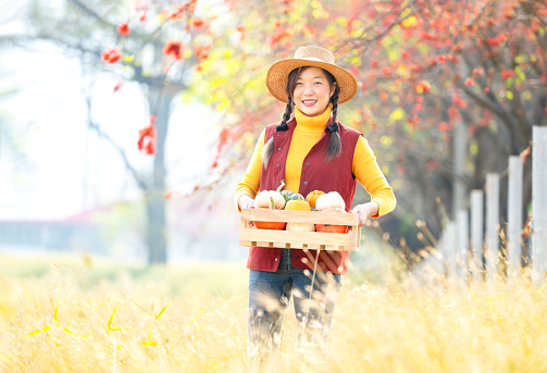 young attractive asian woman wears hat,holding crate of pumpkin in the autumn atmosphere,standing in the morning golden farmland,concept autumn harvest,seasonal harvesting