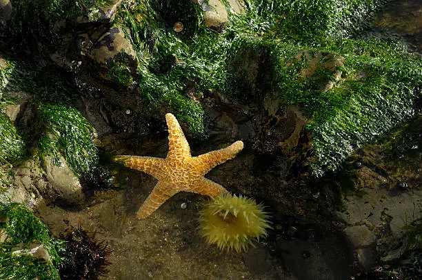 "Close-up of starfish in Pacific Coast tidepool.Taken at Santa Cruz, California, USA.Please view related images below or click on the banner lightbox links to view additional images, from related categories."