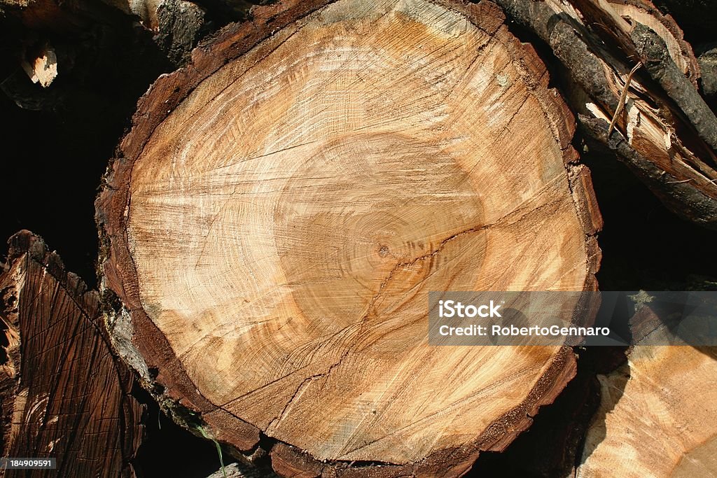 Tronco de árvore secção - Royalty-free Castanheiro - Árvore de folha caduca Foto de stock