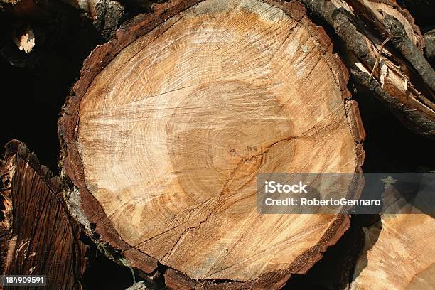 Tronco De Árvore Secção - Fotografias de stock e mais imagens de Castanheiro - Árvore de folha caduca - Castanheiro - Árvore de folha caduca, Madeira - Material, Choupo