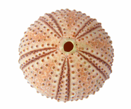 Sea urchin shelf texture
