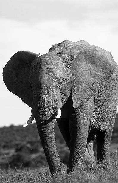 istock South Africa, African elephant. 184909783