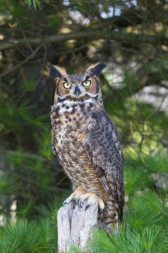 close up of great horned owl