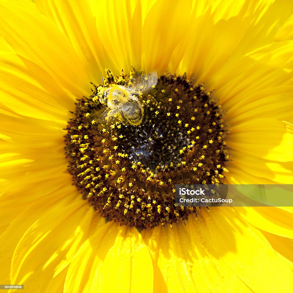 Pszczoła - Zbiór zdjęć royalty-free (Barwne tło)