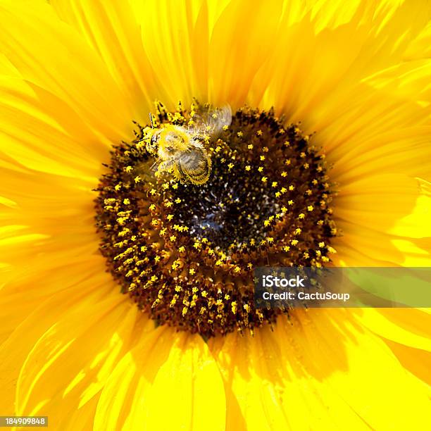 Pszczoła - zdjęcia stockowe i więcej obrazów Barwne tło - Barwne tło, Bez ludzi, Bliskie zbliżenie