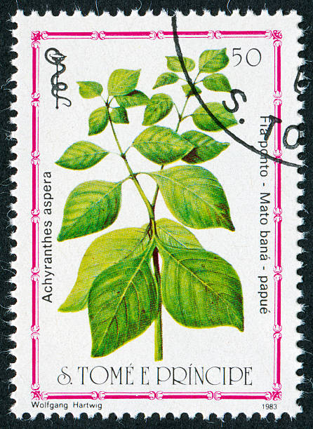 istock Achyranthes Aspera Or Prickly Chaff Flower 184910056