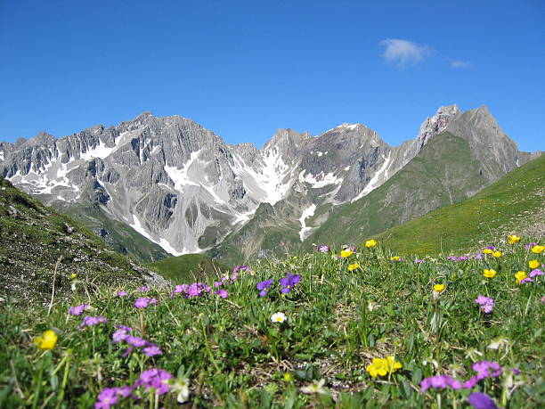 sommer-wiese - european alps mountain tannheimer silhouette stock-fotos und bilder