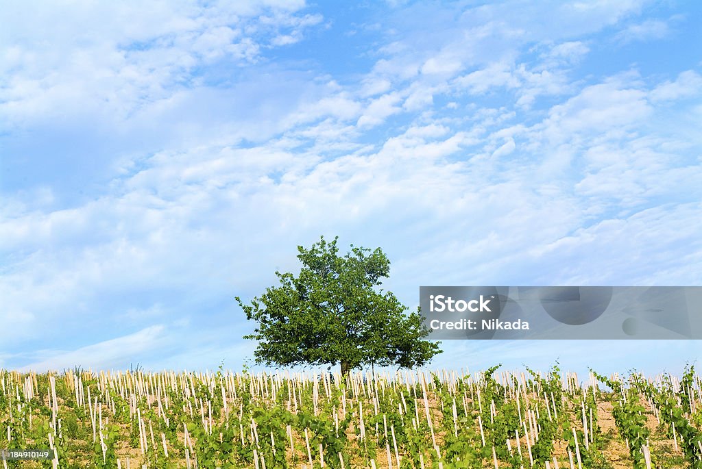 Summer Day "vineyard, tree and cloudy sky" Lunch Stock Photo