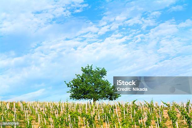 Summer Day Stock Photo - Download Image Now - Lunch, Vineyard, Agriculture