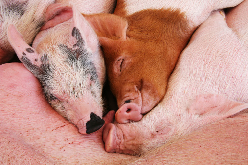 Three little pigs cuddle up for a nap after nursing