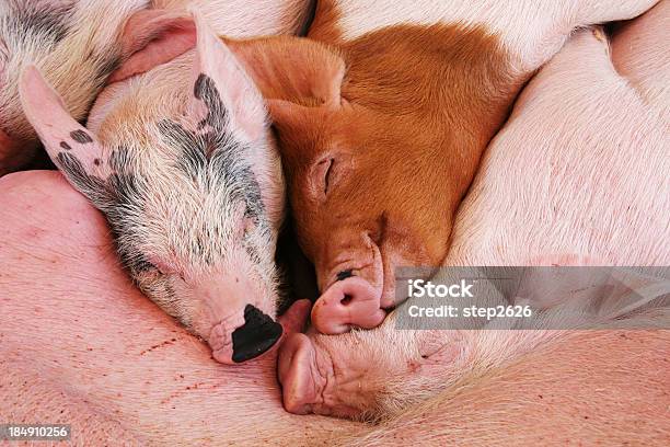 Foto de Roncando Snouts e mais fotos de stock de Feira agrícola - Feira agrícola, Leitão - Filhote de Animal, Porco