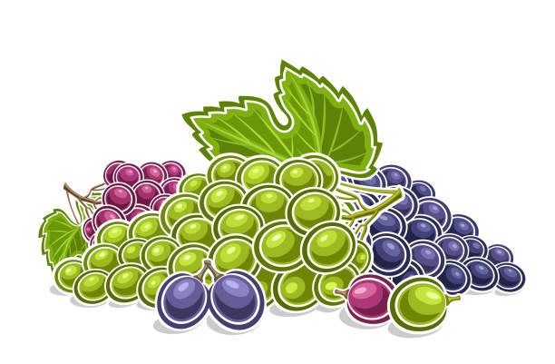 ilustraciones, imágenes clip art, dibujos animados e iconos de stock de logotipo vectorial para uvas - white background stack heap food and drink