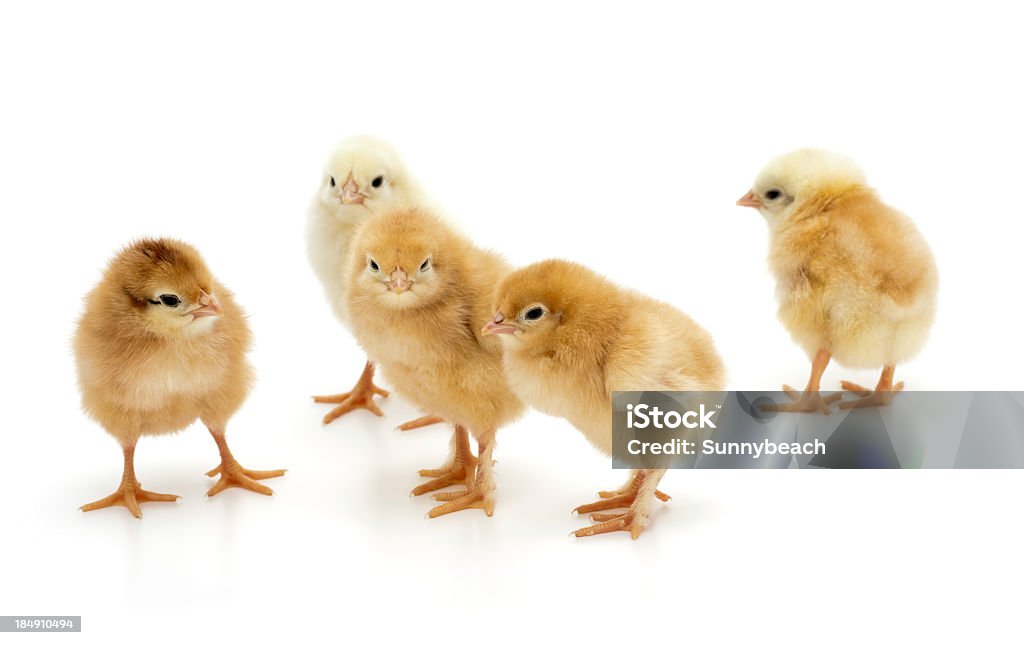 Las gallinas - Foto de stock de Pollito libre de derechos
