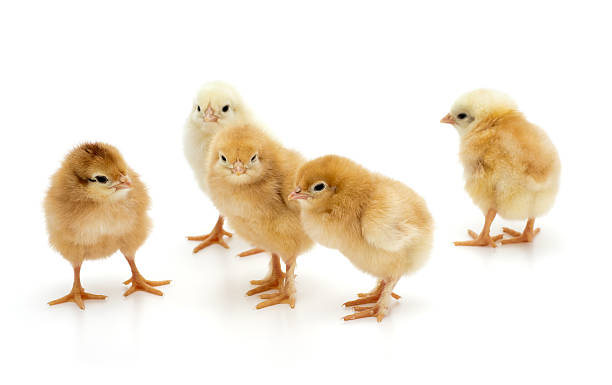 istock Five cute baby chicks stand on white surface and background 184910494