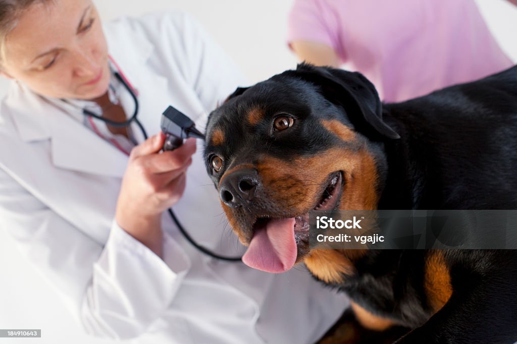 Vétérinaire Rottweiler gros plan chien Examen des oreilles - Photo de Chien libre de droits