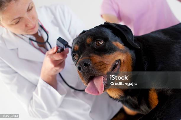 Photo libre de droit de Vétérinaire Rottweiler Gros Plan Chien Examen Des Oreilles banque d'images et plus d'images libres de droit de Chien