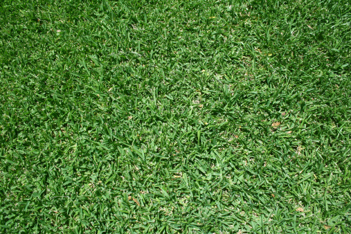 A look down at lush green grass. Great for textures and backgrounds. 