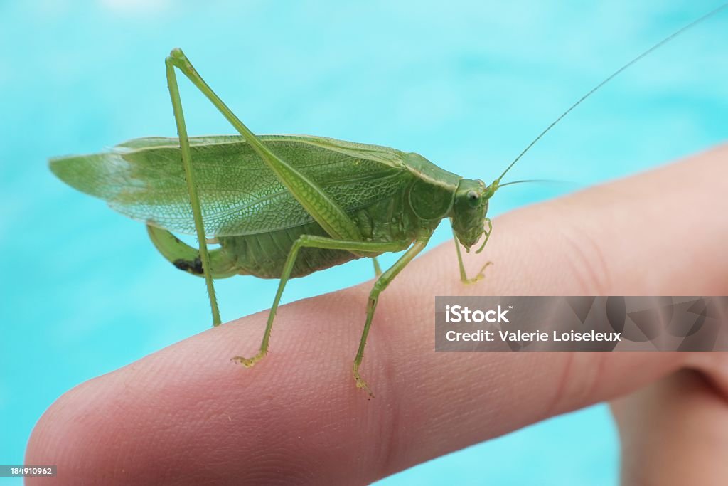 Leaf grasshopper - Zbiór zdjęć royalty-free (Bliskie zbliżenie)