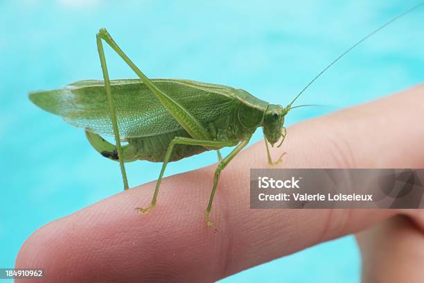 Leaf Grasshopper - zdjęcia stockowe i więcej obrazów Bliskie zbliżenie - Bliskie zbliżenie, Czułek, Część