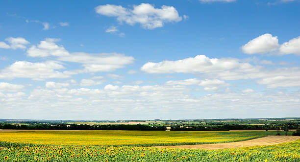 istock Sunflower Fields in the Charente, France 184911037