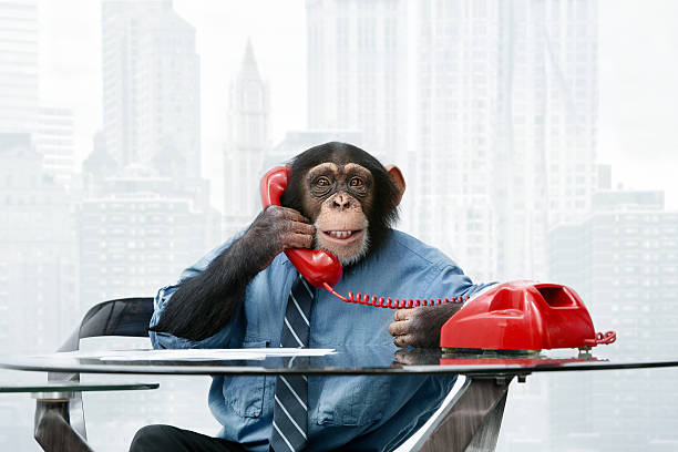 macho chimpanzé em roupas de negócios - telephone chimpanzee monkey on the phone imagens e fotografias de stock