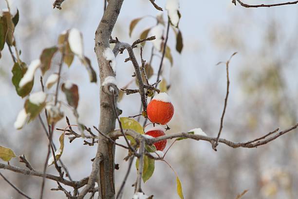 neige couvertes de fruits - spartan apple photos et images de collection