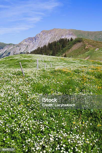 Blumenfeld Stockfoto und mehr Bilder von Agrarbetrieb - Agrarbetrieb, Aussicht genießen, Baumblüte