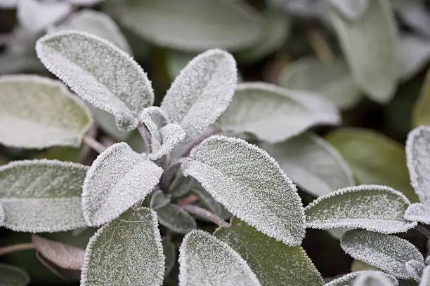 "sage leaves covered with ice crystals in the garden,"