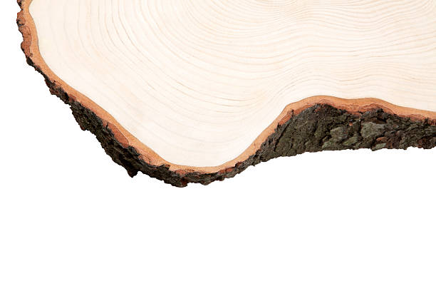 istock Cros section of wood 184911880