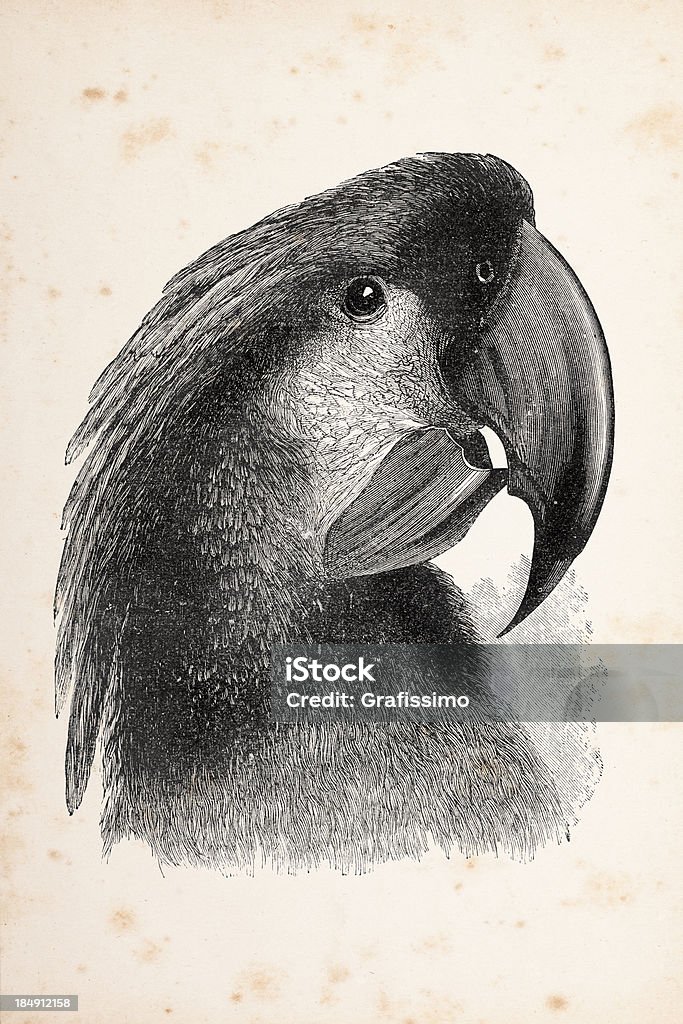 Entalhes de Leadbeater Cacatua cabeça 1873 - Ilustração de América do Sul royalty-free