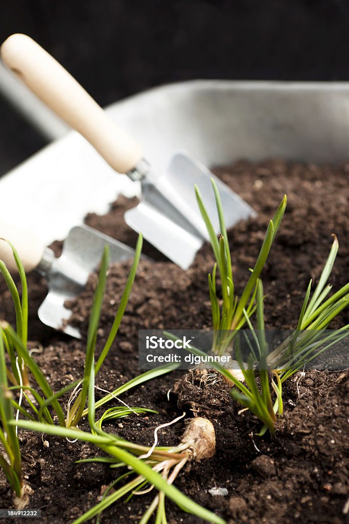 연두빛 양파를 채소 정원, trowels - 로열티 프리 0명 스톡 사진