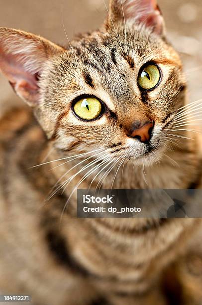 Бездомных Cat — стоковые фотографии и другие картинки Вертикальный - Вертикальный, Вид спереди, Внимательно смотреть