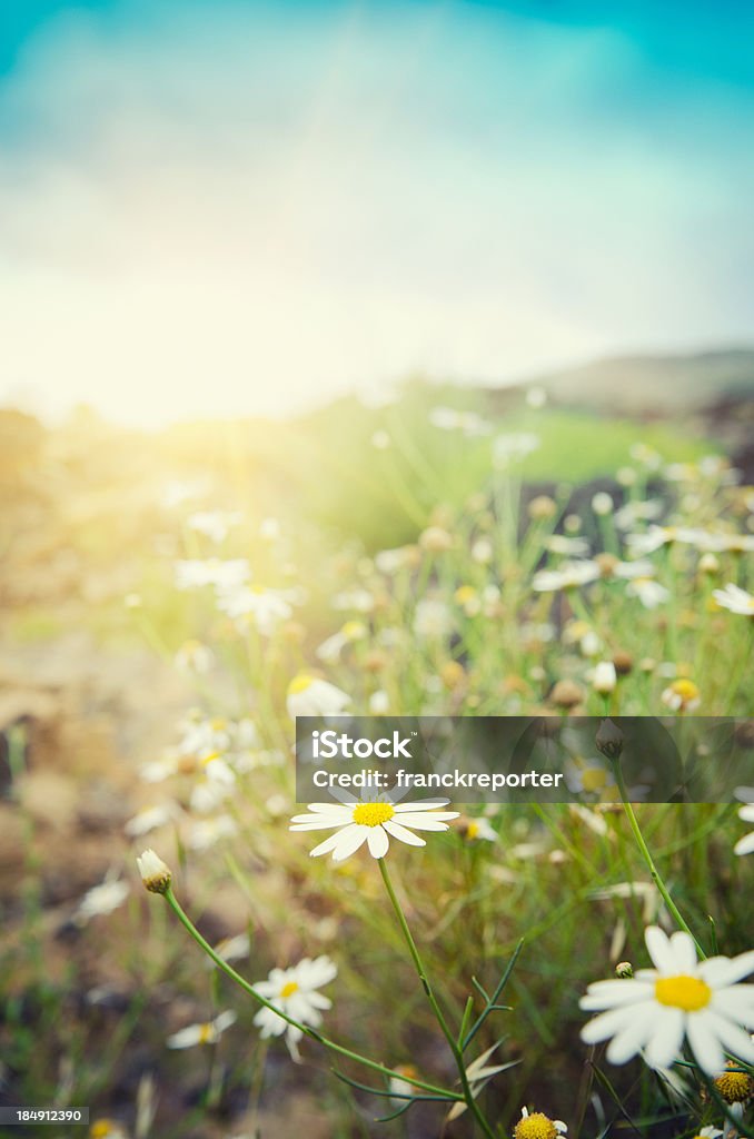 daisy flowers in spring at dusk - Tenerife  Agricultural Field Stock Photo