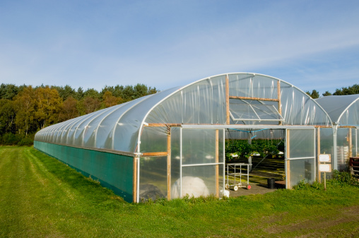 Polytunnel used for growing strawberries.